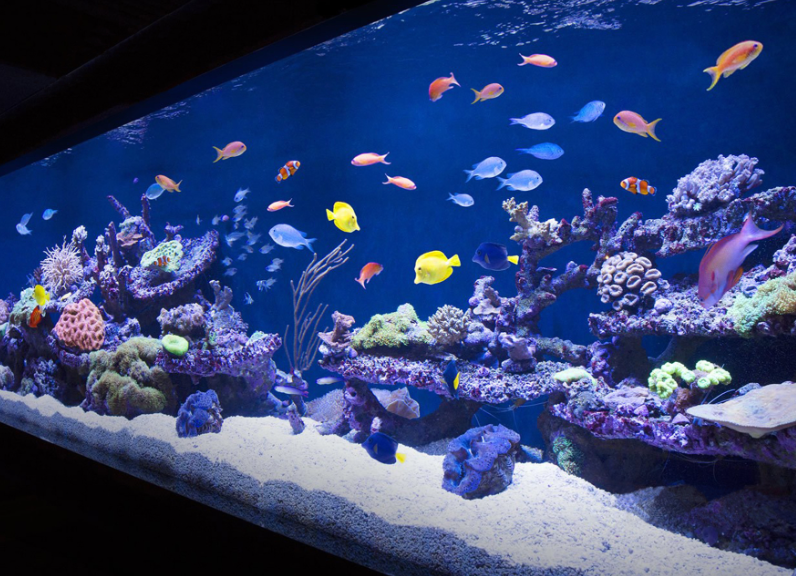 魚缸水質(zhì)檢測(cè)有哪些項(xiàng)目？