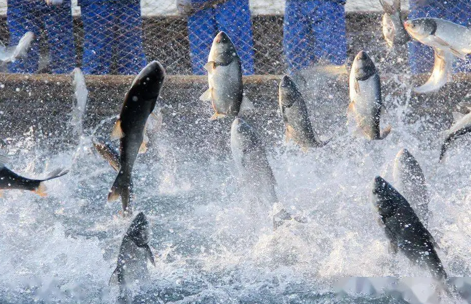 便攜式溶解氧的廣泛應用