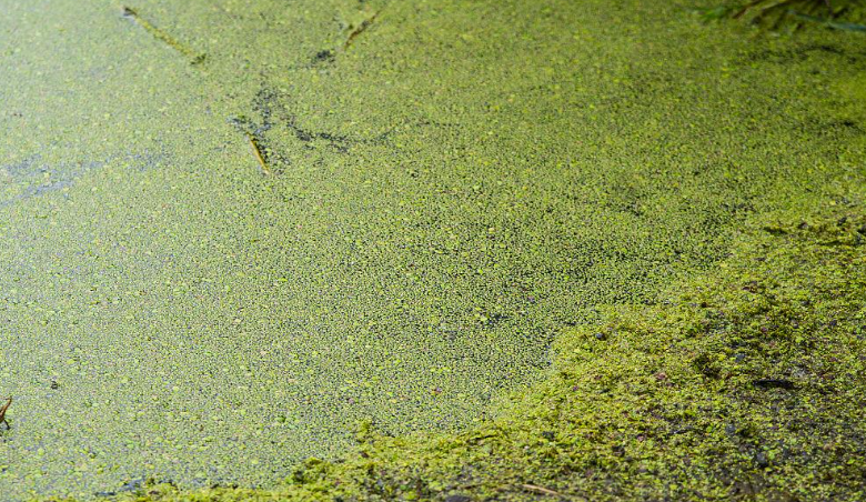 總氮測定儀快速“診斷”水體富營養(yǎng)化